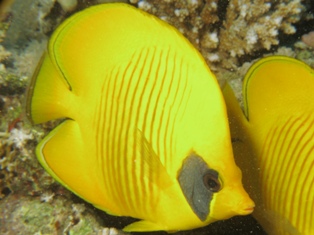 Chaetodon semilarvatus